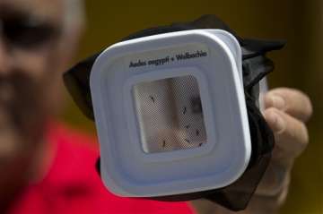 dengue blocking mosquito released in brazil