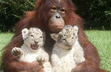 orangutan plays mum to 2 lion cubs in us