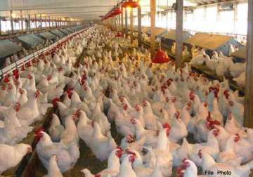 bird flu outbreak confirmed in 11 nigerian states