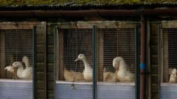 h5n8 bird flu strain reported in italy