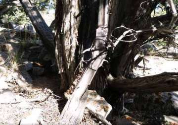 gun from 1800s found leaning against tree in us