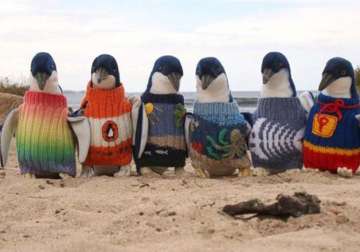 australia s oldest man knits jumpers for penguins to protect them from oil spills