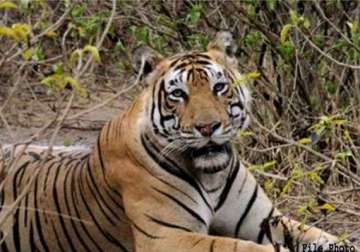 deadly virus pushing tigers towards extinction