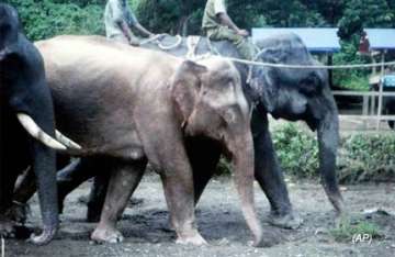 myanmar captures a white elephant ahead of polls