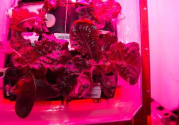 space salad astronauts grow vegetables in space