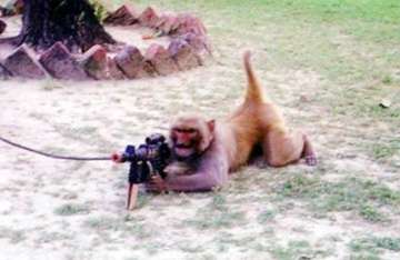 taliban training monkeys for jihad reports china daily