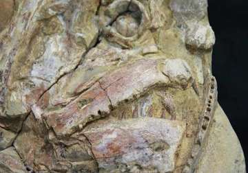 100 million year old fossils found in australia