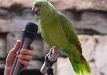 how do parrots talk