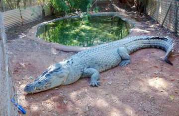 drunk man tries to sit on a crocodile bitten