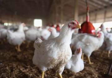 japan culls 200 000 chickens after bird flu outbreak