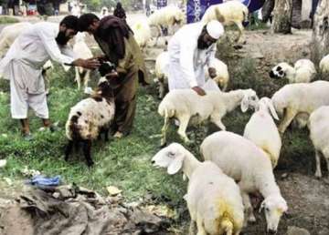 hundreds of thousands of animals slaughtered on eid in faisalabad alone