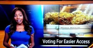 tv reporter quit on air to promote marijuana