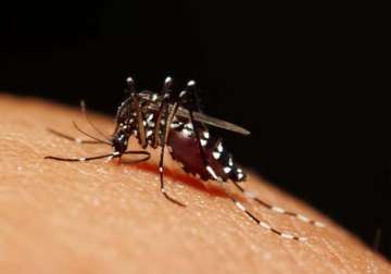 insecticide resistant super mosquito discovered