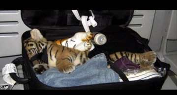 bangkok airport officials find drugged tiger cub in passenger s suitcase