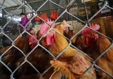 hong kong to slaughter 15 000 chickens after outbreak