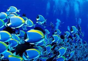 warming oceans drive fish deeper