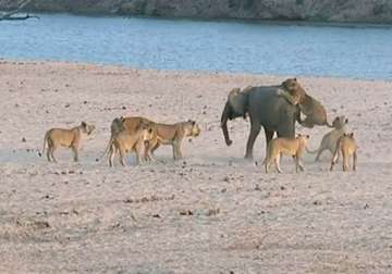 video fearless baby elephant hercules wrestles 14 hungry lions