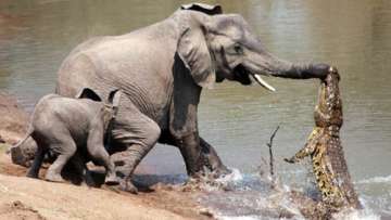 female elephant yanks her trunk off the jaws of a croc in zambia