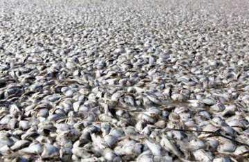 thousands of fish die in gulf of mexico choke waterway