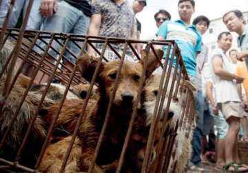 eateries in chinese town hold dog meat festival amid outcry