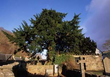 oldest tree in britain is undergoing a sex change