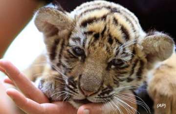baby tiger found stuffed in bag at bangkok airport
