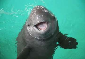 mexico wants to ban nets save endangered porpoise