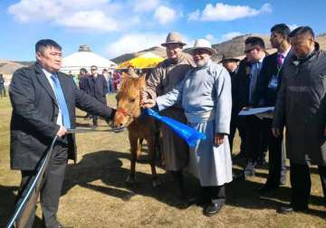 mongolian pm gifts a horse to pm narendra modi