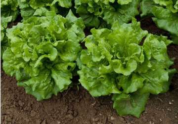 scientists plan to grow lettuce on mars