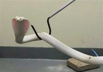 white cobra in us zoo has been given a hindi name