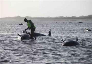 nearly 200 pilot whales stranded on new zealand beach