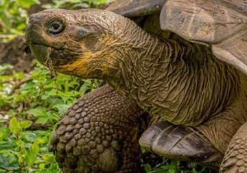 scientists cheered by birth of galapagos tortoises in wild