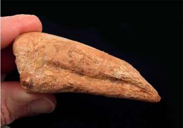 scientists restore part of rare dinosaur s fossil
