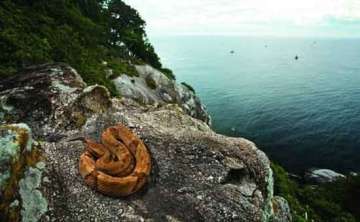 know about the deadliest place in the world snake island
