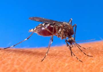 brazil issues dengue alert