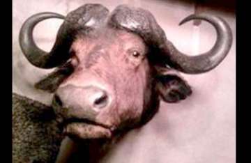 stuffed buffalo head falls traps sleeping man in miami
