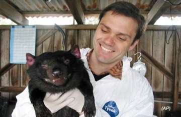 famed tasmanian devil euthanized