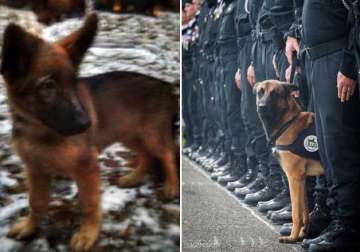 russia sends puppy to honour france police s dead dog diesel