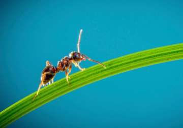 how ants can help develop better drugs for cancer