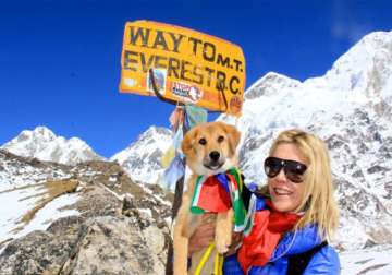 indian dog becomes first canine to reach mt everest base camp