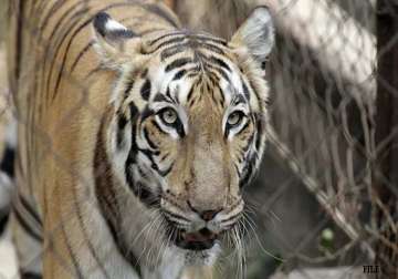 indian tiger captured in pakistan