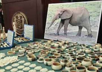 indian businessman in ny pleads guilty to illegal ivory sales