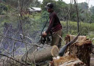 indonesia now country with world s highest deforestation rate