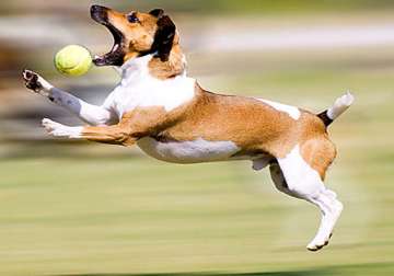 italian lady bequeathes 2.5 mn to her dog