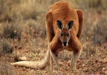 large kangaroo attacks australian woman