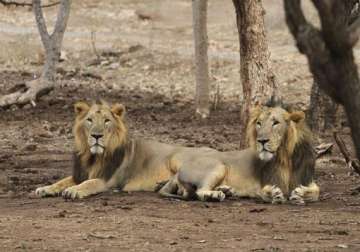 lion kills lioness in front of dallas zoo visitors