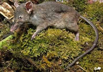 near toothless rat discovered in indonesia