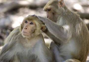 new vaccine for monkeys raises hopes in fight against aids