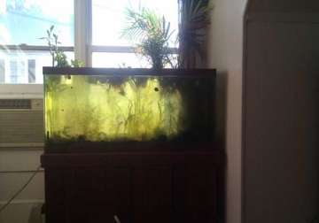 now a self maintaining fish tank