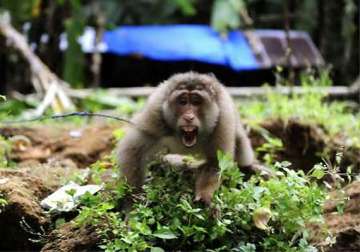 pakistan arrests indian monkey for crossing border